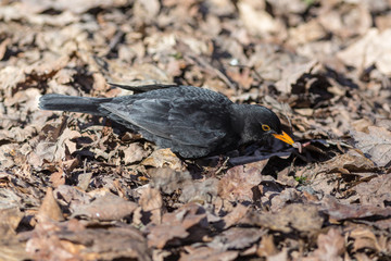 blackbird with a worm