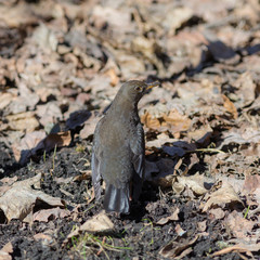 portrait of fieldfare