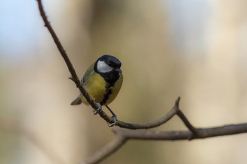 tit on the tree branch