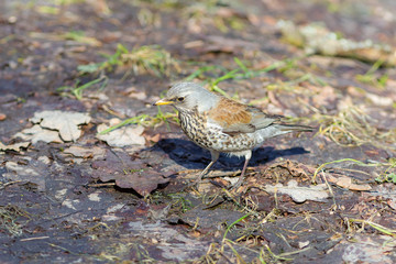 portrait of fieldfare