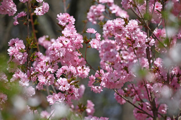 Blossoming orchards in the spring. Blooming orchard trees and hyacinths flowers. Spring background. Spring orchard on sunlight. Spring flower field background. Floral pattern. No sharpen