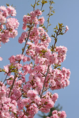 Blossoming orchards in the spring. Blooming orchard trees and hyacinths flowers. Spring background. Spring orchard on sunlight. Spring flower field background. Floral pattern. No sharpen