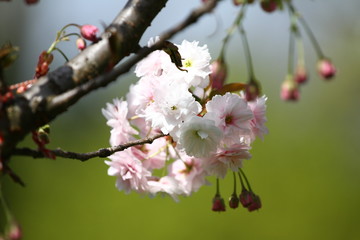 Blossoming orchards in the spring. Blooming orchard trees and hyacinths flowers. Spring background. Spring orchard on sunlight. Spring flower field background. Floral pattern. No sharpen