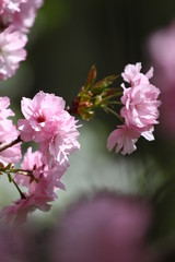 Obraz premium Blossoming orchards in the spring. Blooming orchard trees and hyacinths flowers. Spring background. Spring orchard on sunlight. Spring flower field background. Floral pattern. No sharpen