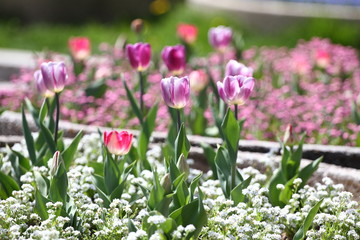 Obraz na płótnie Canvas Tulips. Unique colors purple tulips on sunlight. Tulip wallpaper background. Tulip flowers texture. Floral pattern. Selective focus.