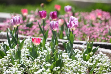 Tulips. Unique colors purple tulips on sunlight. Tulip wallpaper background. Tulip flowers texture. Floral pattern. Selective focus.