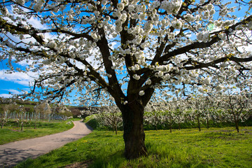 Kirschblüte im Kaiserstuhl