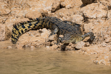 An Australian saltwater crocodile (Crocodylus porosus) on the muddy bank of a river in northern Australia