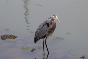 Blue Heron Feeding