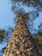 Fototapeta premium Pine Tree View from The Bottom against the blue sky