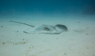 Honeycomb whipray resting on the sand on lady elliot island in Australia on the great barrier reef