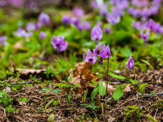 봄꽃의 계정 돌아왔다!