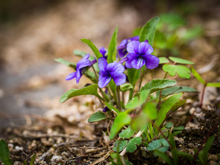 봄꽃의 계정 돌아왔다!