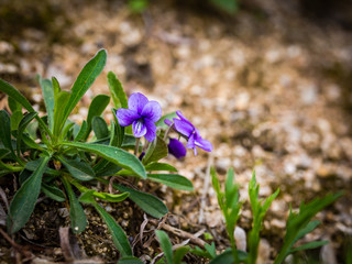 봄꽃의 계정 돌아왔다!