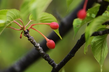 Cherry tree fruits