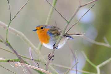 Robin Redbreast in a Woodland scene