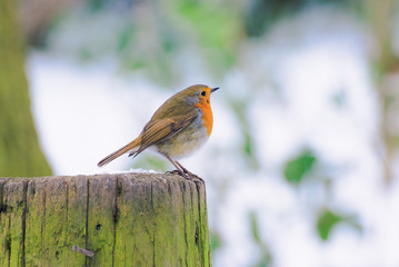 Robin Redbreast in a Woodland scene