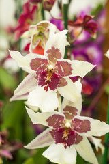 closeup of rare beautiful orchid flowers in keukenhof garden, holland