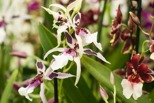 closeup of rare beautiful orchid flowers in keukenhof garden, holland