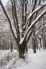 Tranquil winter day in the snowy city park. Everything is frozen, silent and pensive.