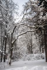 Tranquil winter day in the snowy city park. Everything is frozen, silent and pensive.