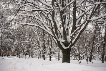 Tranquil winter day in the snowy city park. Everything is frozen, silent and pensive.