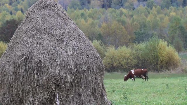 Autumn in village. Hay dried up and folded in stack. Cows graze in Hayfield
