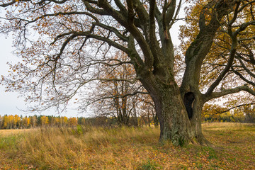Fototapeta na wymiar Melancholic autumn landscape is full of sad harmony. Lonely tree with fading leaves in the middle of the yellowing field in a cloudy evening looks as symbol of fading, ageing and loneliness.