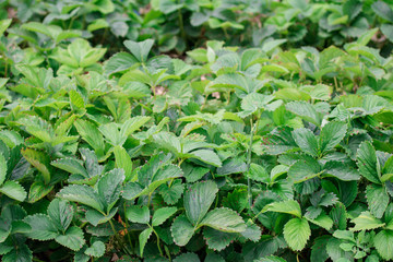 Art green strawberry leaf , Strawberry tree leaves , Wild strawberry leaves background