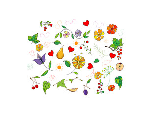 Set of plants, flowers , berries and fruits on white background.
