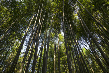 Obraz na płótnie Canvas Bamboo forest at Kyoto, Japan