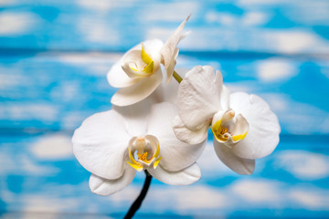 Branch of a white orchid lies on a blue wooden background 