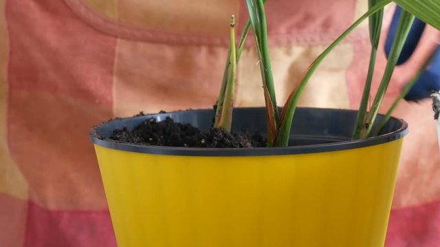A woman transplants room date palms into new flower pots