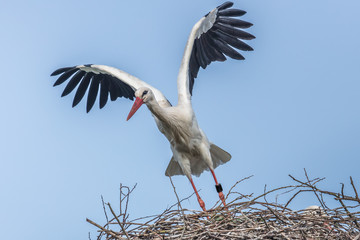 storch 