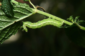 Green Caterpillar of the White Cabbage Butterfly