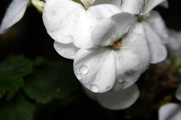 Water drops on white Geranium flowers