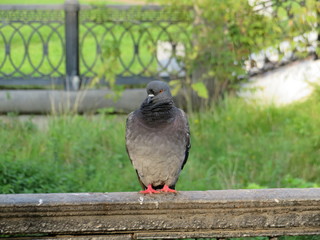 City pigeon sitting on the fence waterfront. beautiful bird