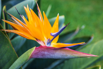 Tropical flower bird of paradise (strelitzia), Madeira island, Funchal, Portugal
