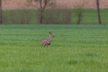 young roebuck (capreolus) standing in green meadow, trees in background