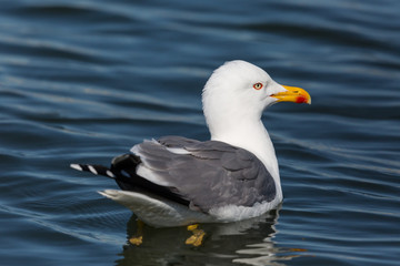 detailed side view portrait swimming yellow-legged gull (larus michahellis)