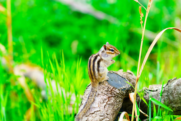 Obraz premium りす物語