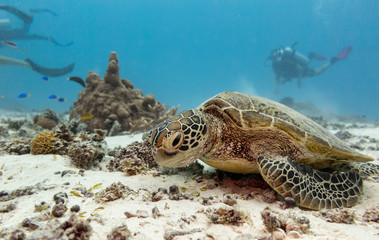 A young green turtle eating with scuba divers in the background on the great barrier reef in Australia 