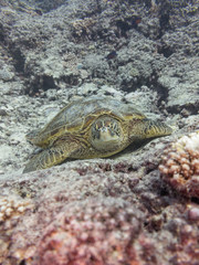 A large adult green turtle resting on coral in Australia on the great barrier reef 