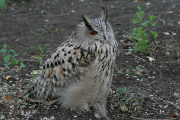 Lipetsk oblast, a nature reserve Galichya Gora, birds