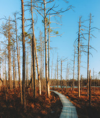 Fototapeta na wymiar swamp trail