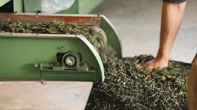 Green tea leaves drying in a production line in local tea factory