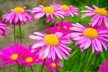 Fototapeta premium Gerber. large pink daisies with a bright yellow Center.