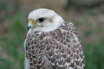 Lipetsk oblast, a nature reserve Galichya Gora, birds
