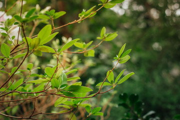 green leaves of the subtropical bush