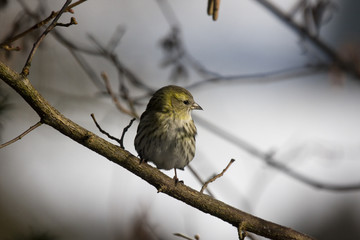 Erlenzeisig hält Ausschau